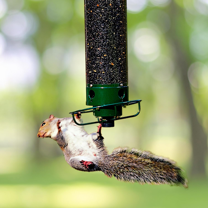 Eichhörnchen -Proof -Vogelhäuschen 0
