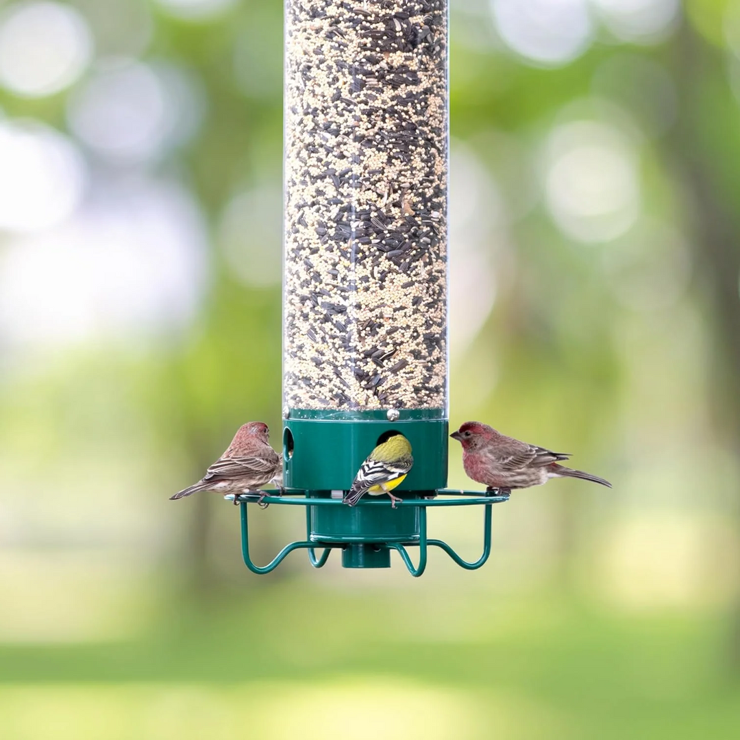 Eichhörnchen -Proof -Vogelhäuschen 5