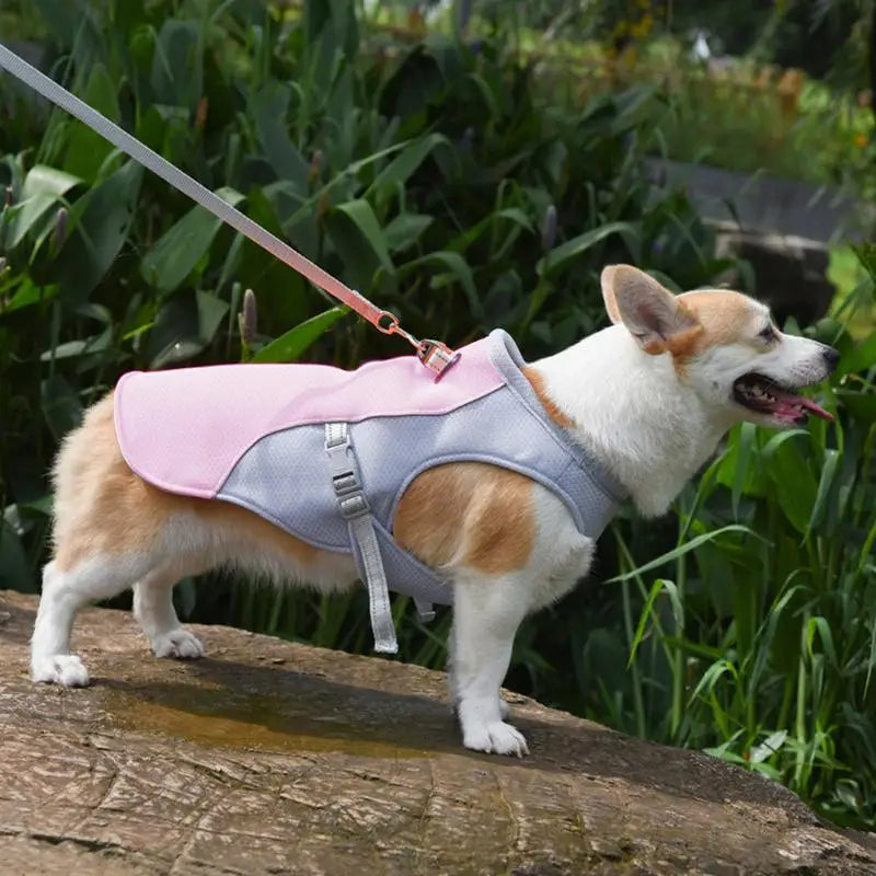 Hundekühlweste für Outdoor-Aktivitäten 1
