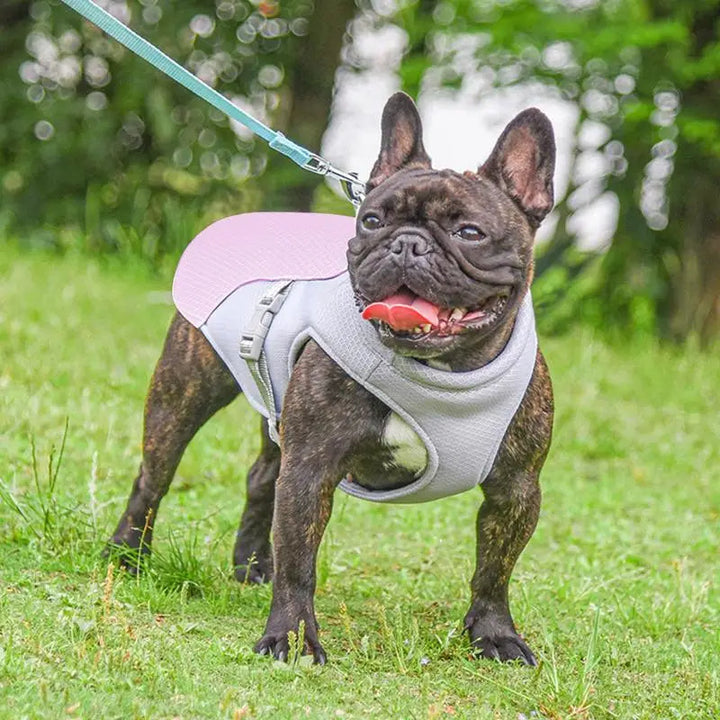 Hundekühlweste für Outdoor-Aktivitäten 3